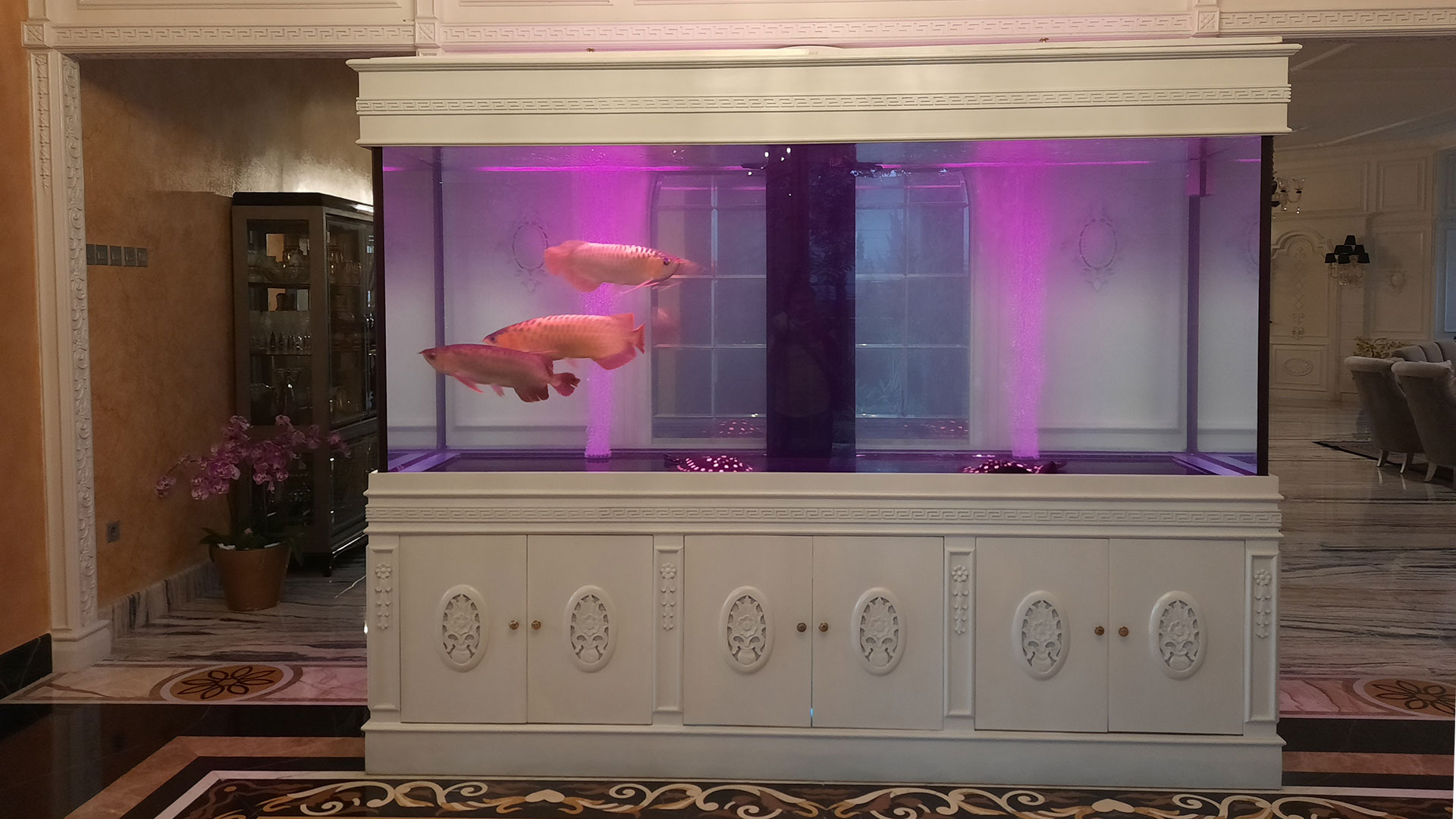 Ikan Arwana – Jaya Aquarium
