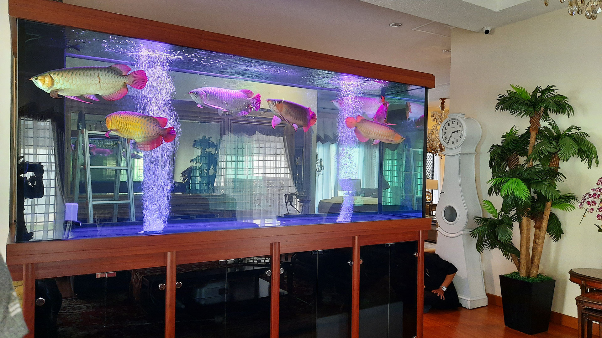 Ikan Arwana – Jaya Aquarium