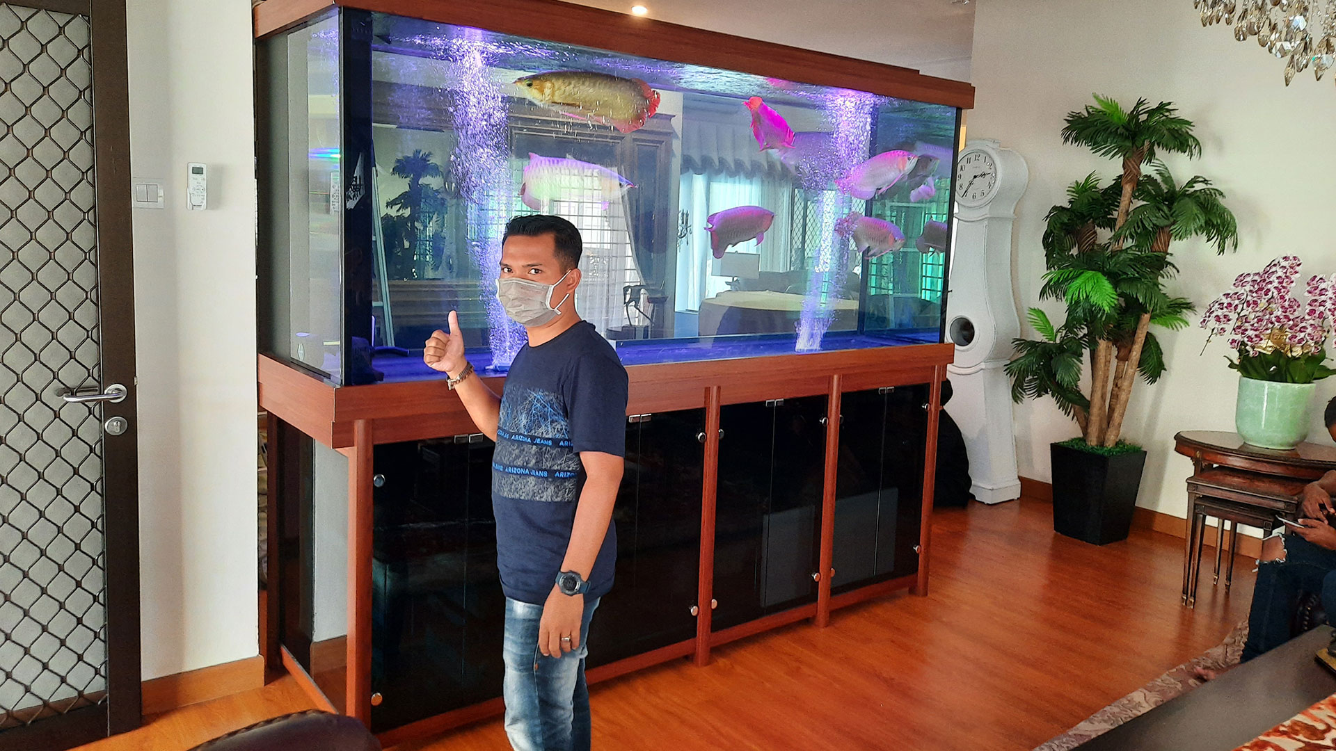 aquarium ikan arwana